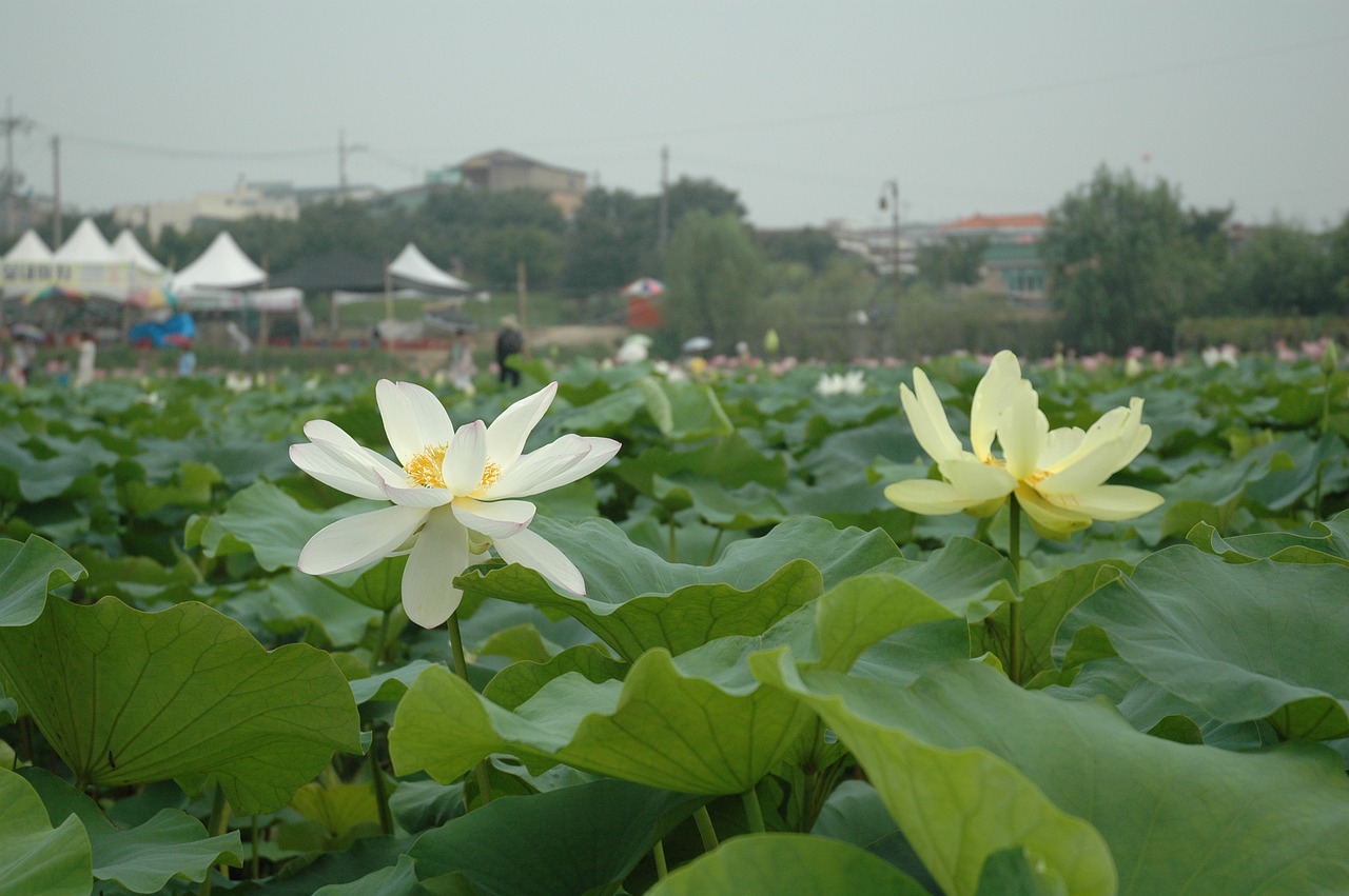 溫江區(qū)周文水生植物經(jīng)營部