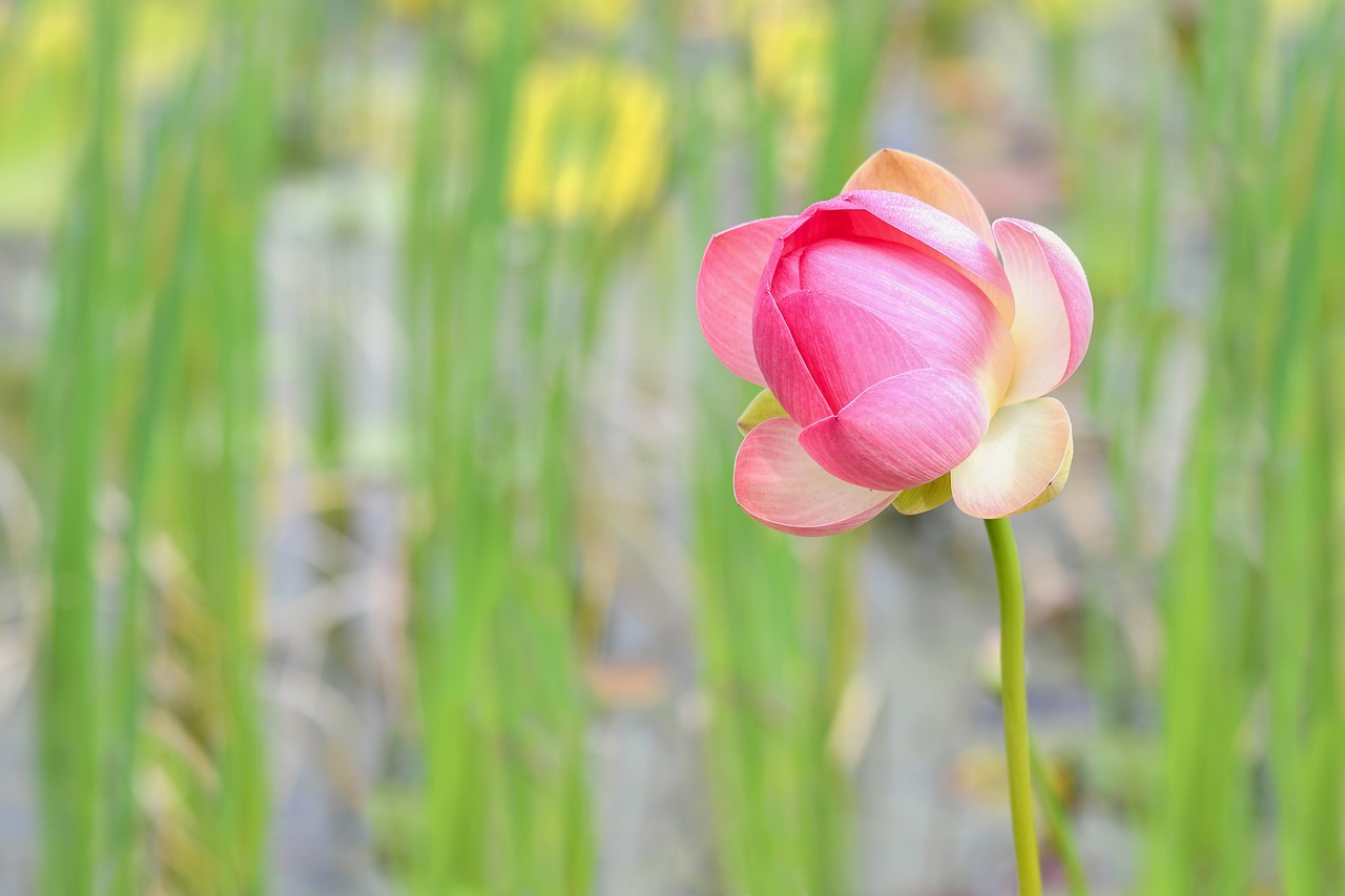 鐘樓區(qū)荷花逸?；ɑ芙?jīng)營部（荷花園地址）