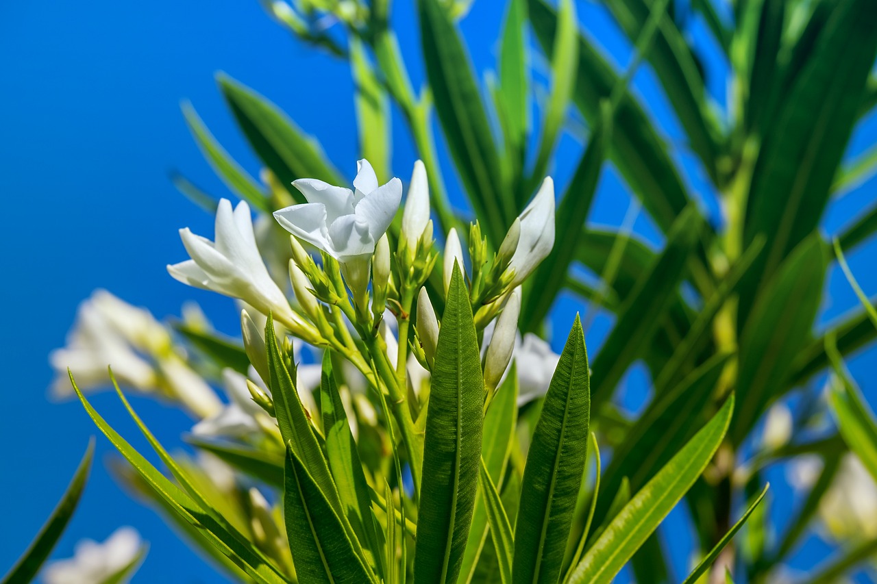 石河子市七里香花卉店（石河子市七里香花卉店電話）