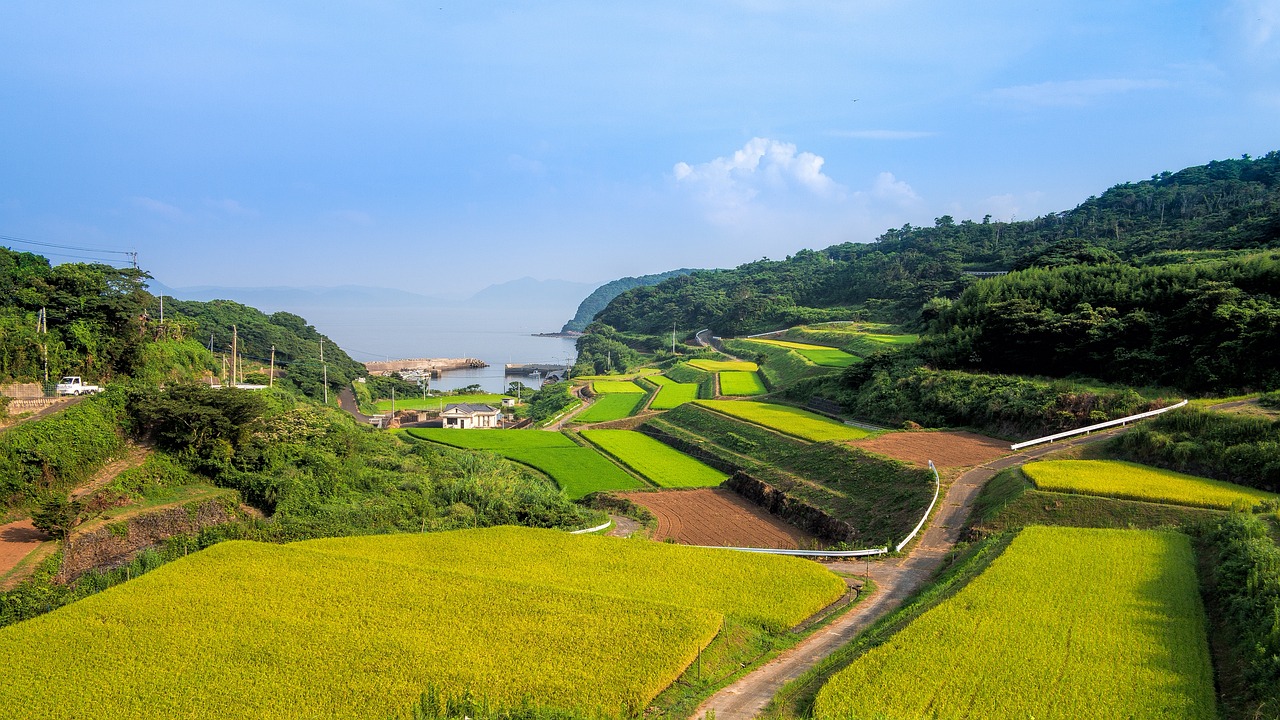 重慶魚缸適合養(yǎng)什么魚品種好養(yǎng)一點（重慶適合養(yǎng)的觀賞魚） 其他品牌魚缸 第3張