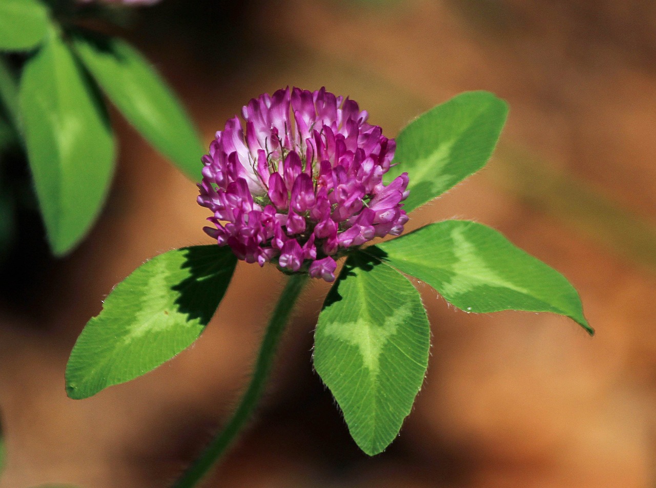 海口龍華流星緣花卉園藝（?？诹餍怯辏? title=