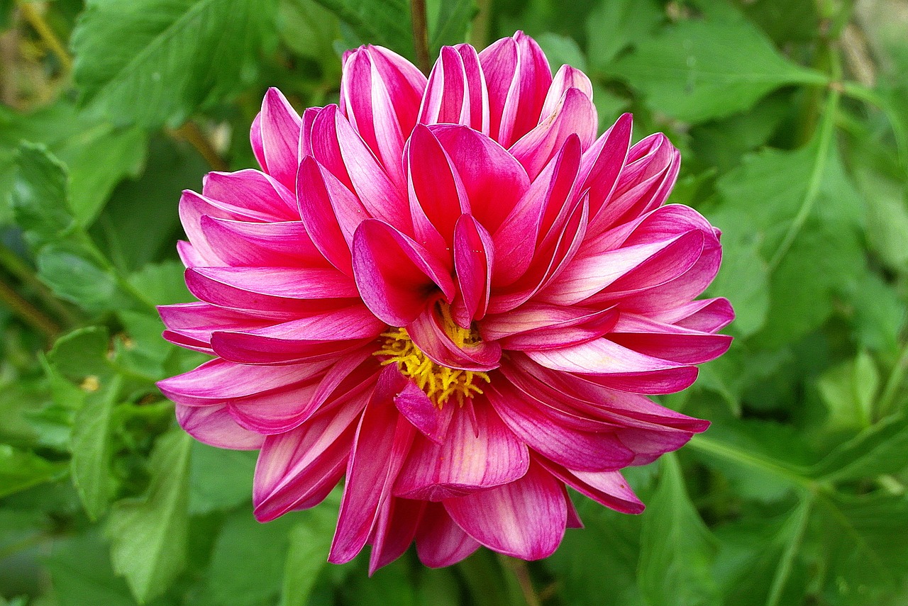 ?？邶埲A流星緣花卉園藝（海口流星雨）