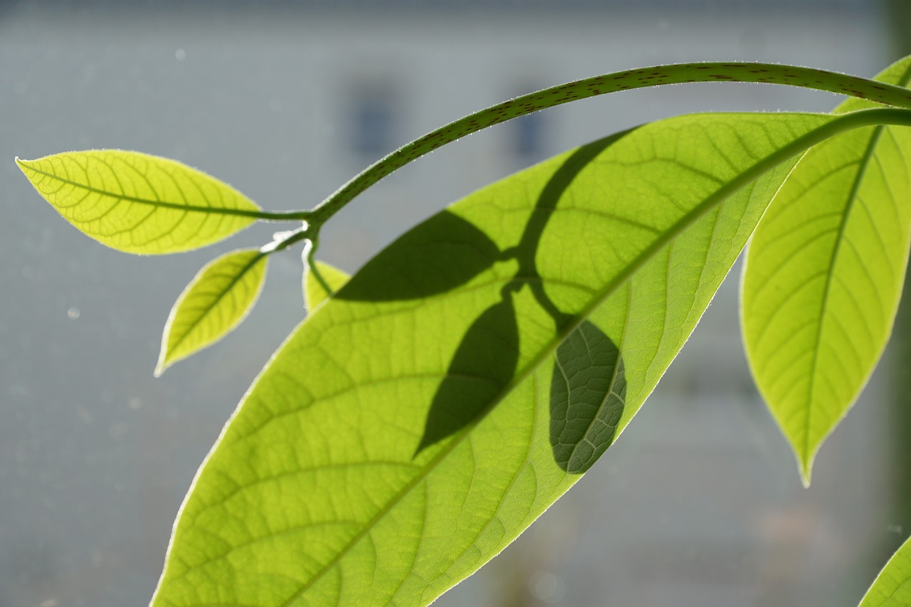 西昌市天果葡萄種植有限公司（西昌市天果葡萄種植有限公司地址）