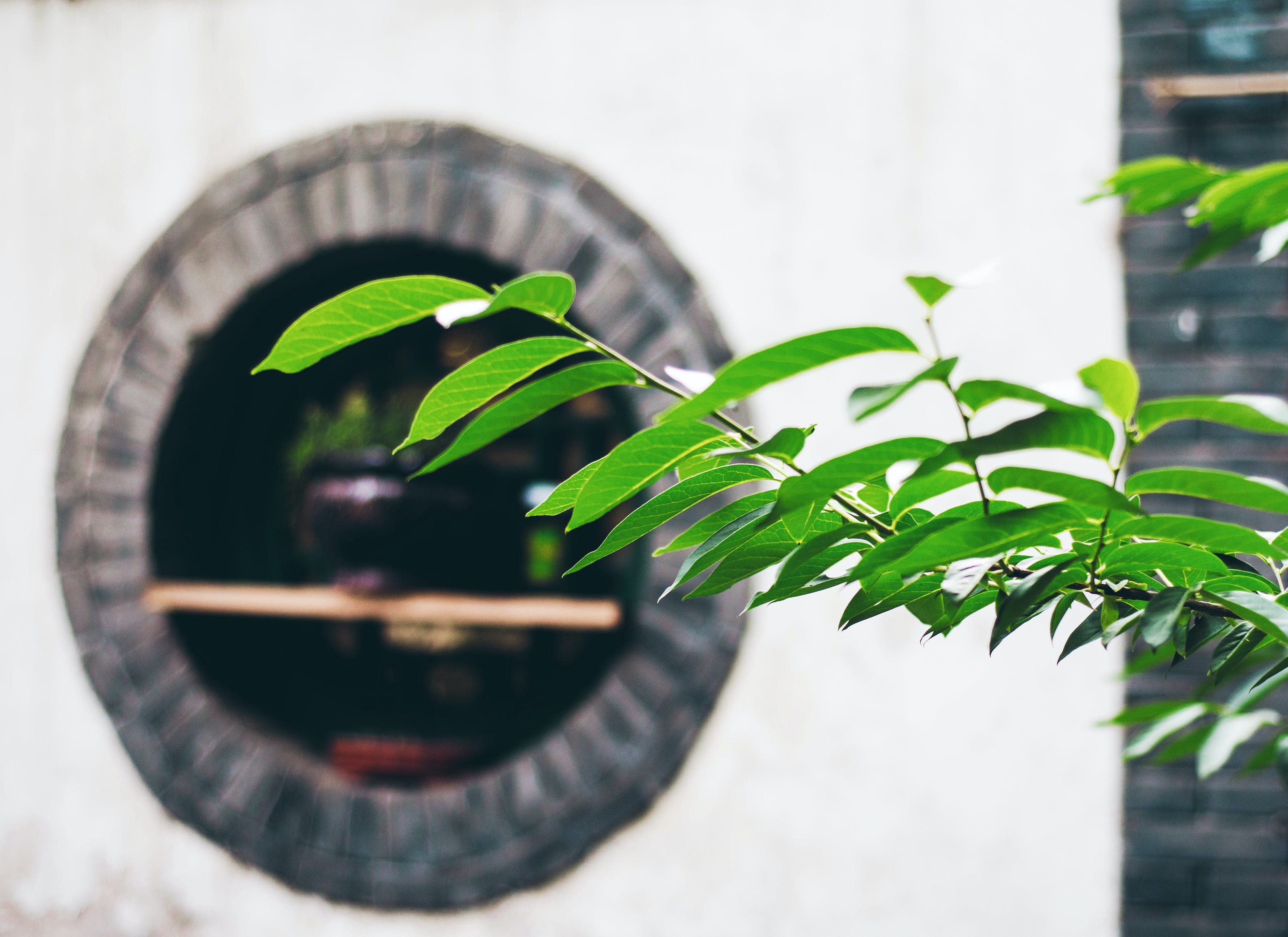 生態(tài)魚缸需要水草泥嗎視頻（生態(tài)魚缸需要水草泥嗎視頻教程） 水草 第2張