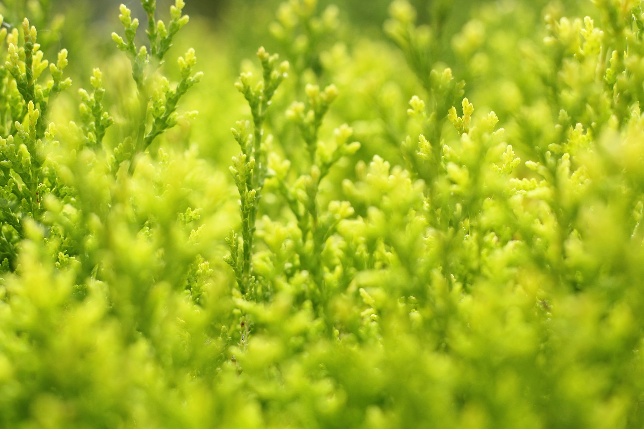 非洲虎魚的天敵是誰（非洲虎魚咬人）