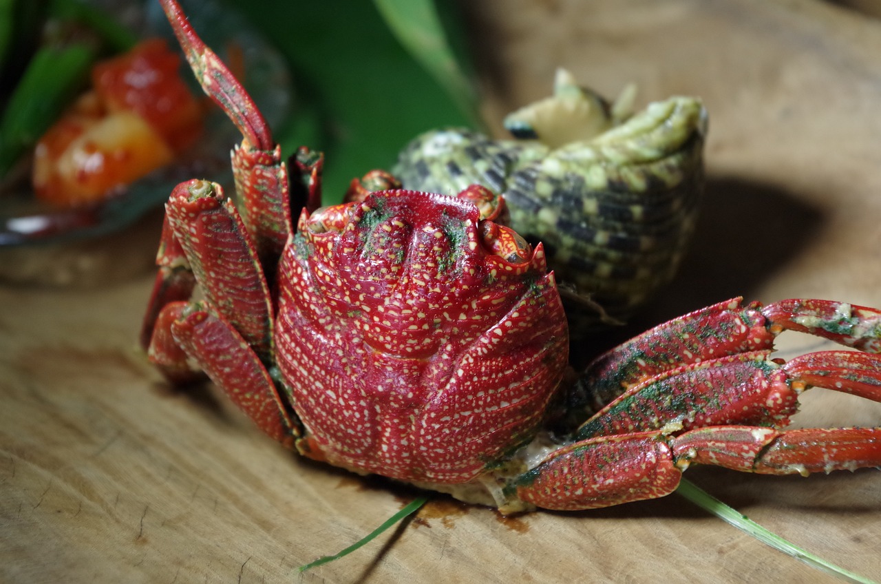 野生老虎魚喜歡吃什么（老虎魚喜歡吃什么食物） 虎魚百科 第1張