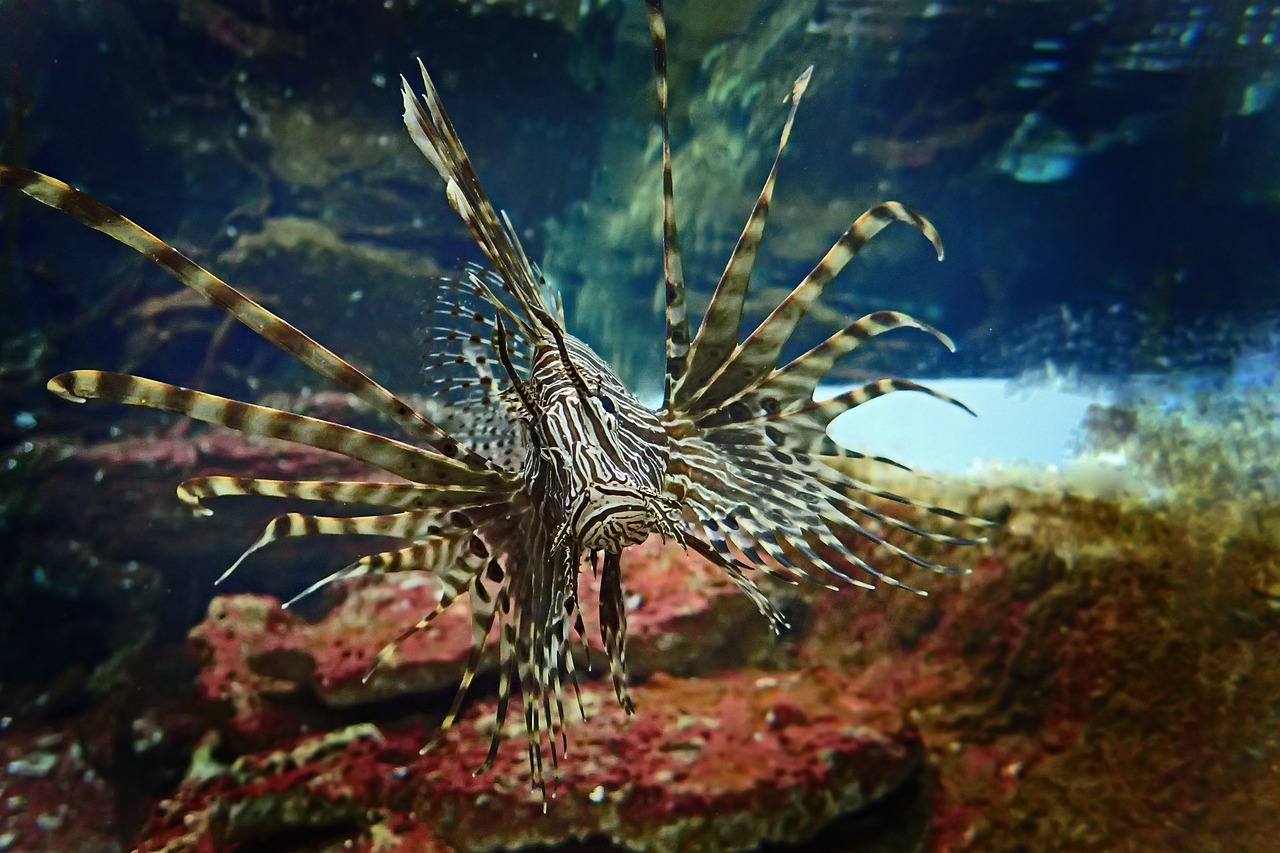 金州區(qū)友誼街道斗魚閣水域體驗館 全國水族館企業(yè)名錄 第3張