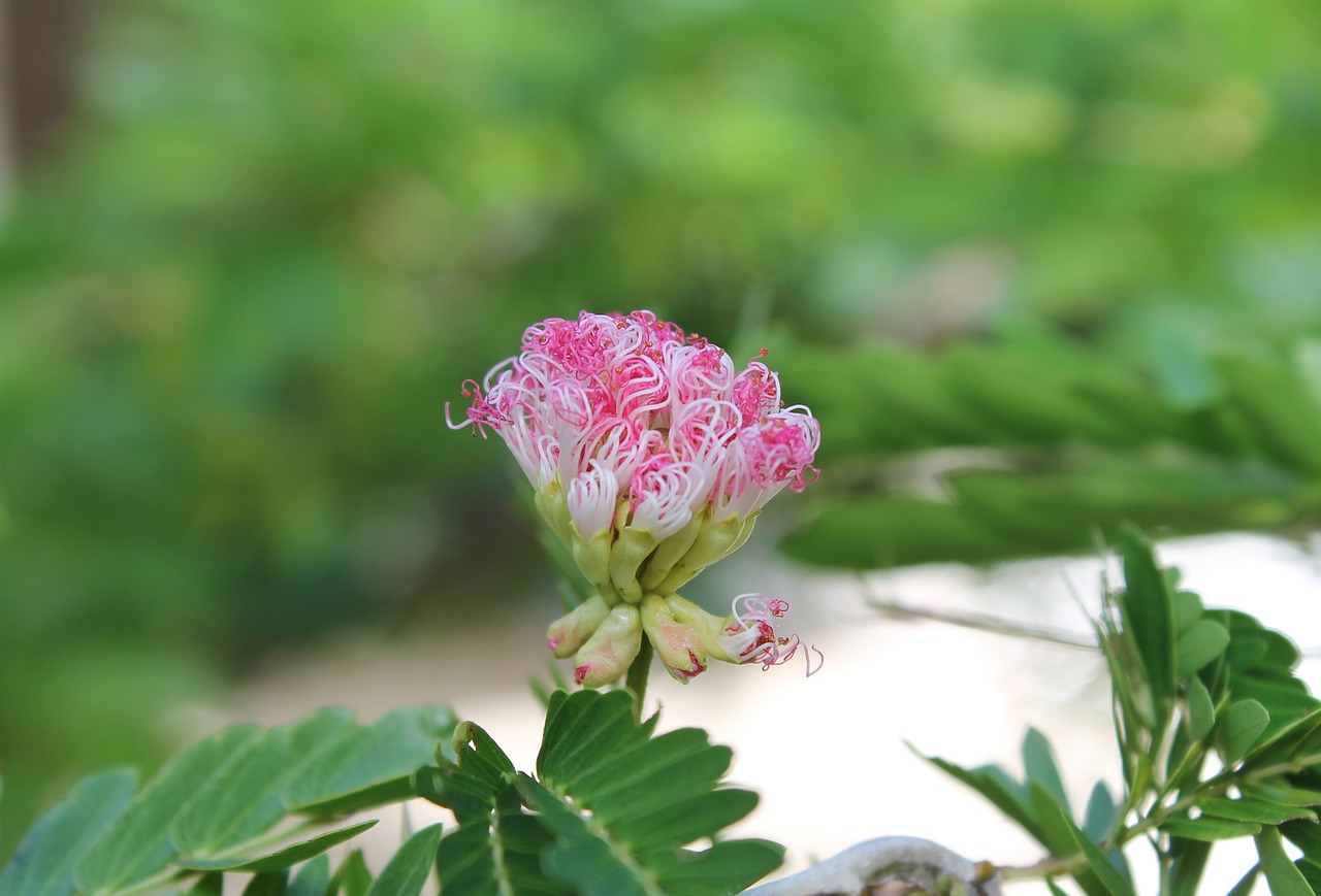 敖漢旗惠州翠珍百花園盆景鮮花魚(yú)店 全國(guó)水族館企業(yè)名錄 第2張