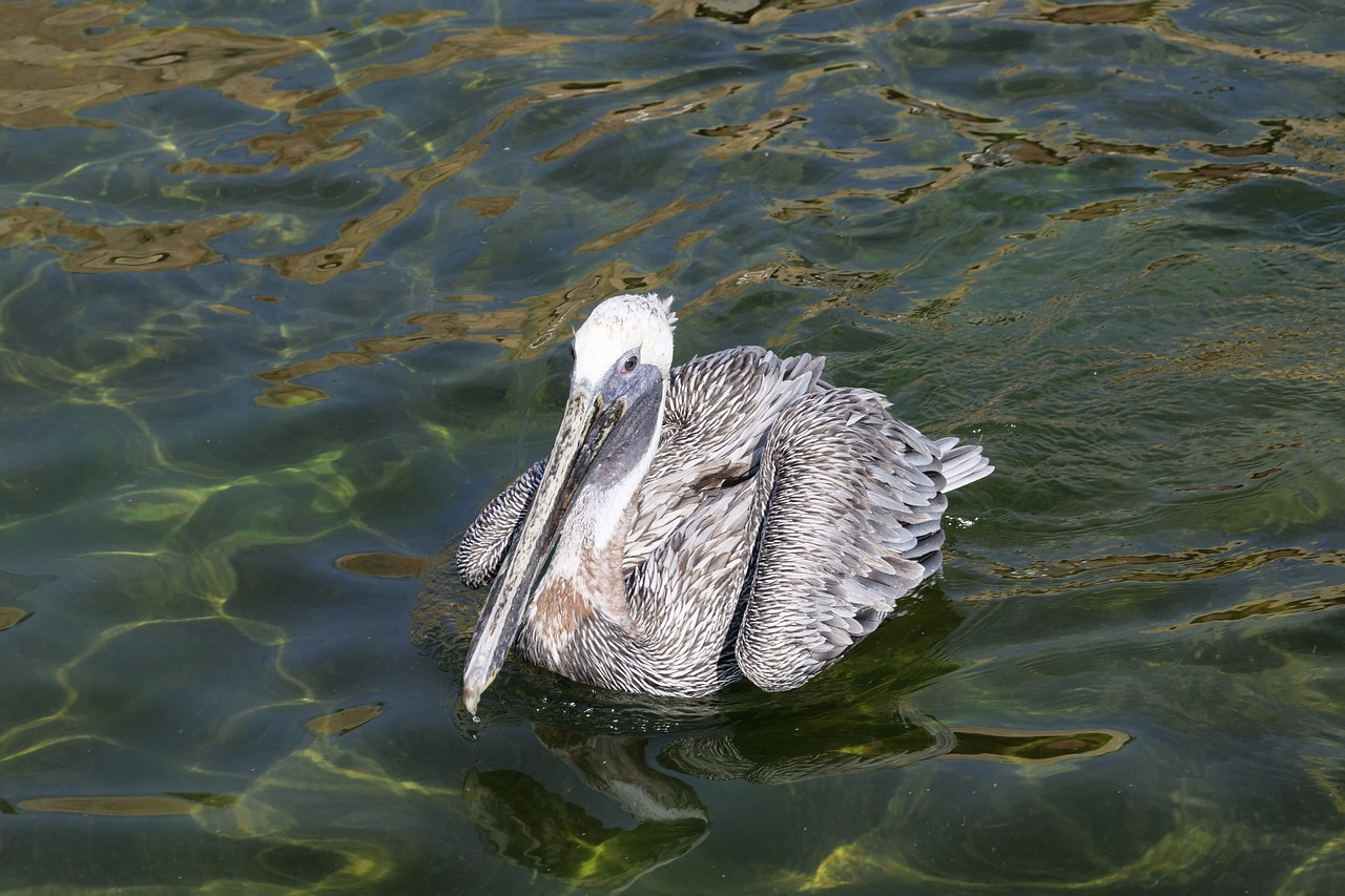 敖漢旗惠州千百蕙花鳥魚店 全國(guó)水族館企業(yè)名錄 第2張