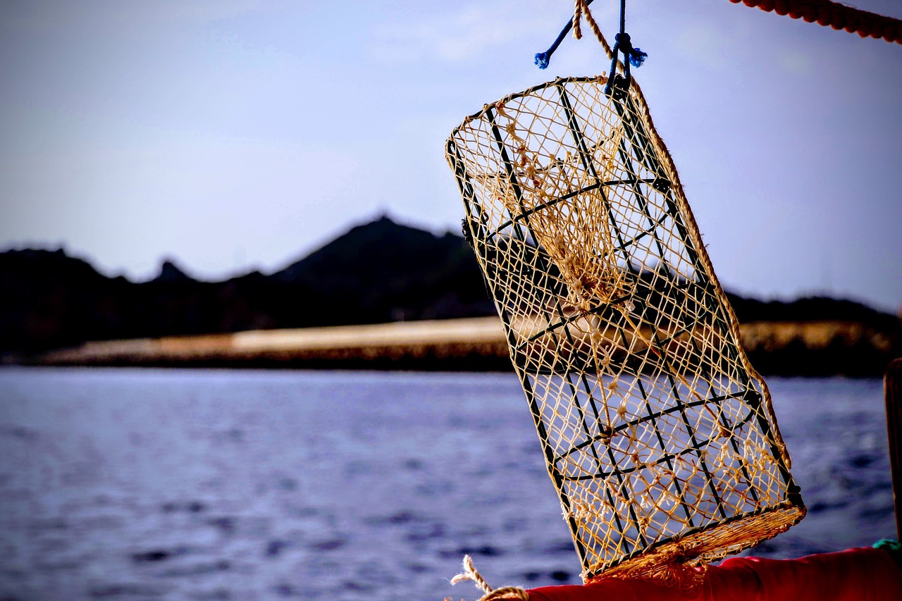 北京賣觀賞魚從哪進(jìn)貨的好（北京賣觀賞魚從哪進(jìn)貨的好一點(diǎn)） 觀賞魚 第2張