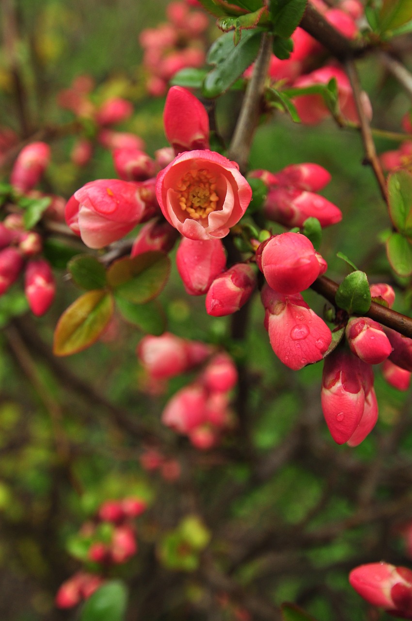 市中區(qū)小花農(nóng)花坊（市中區(qū)小花農(nóng)花坊地址）