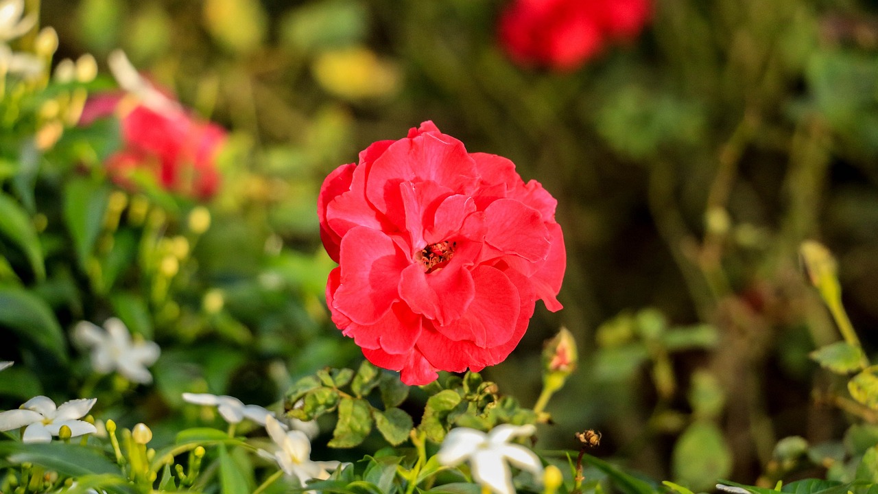 濟(jì)陽縣福來樂花卉銷售中心（濟(jì)陽縣福來樂花卉銷售中心地址）