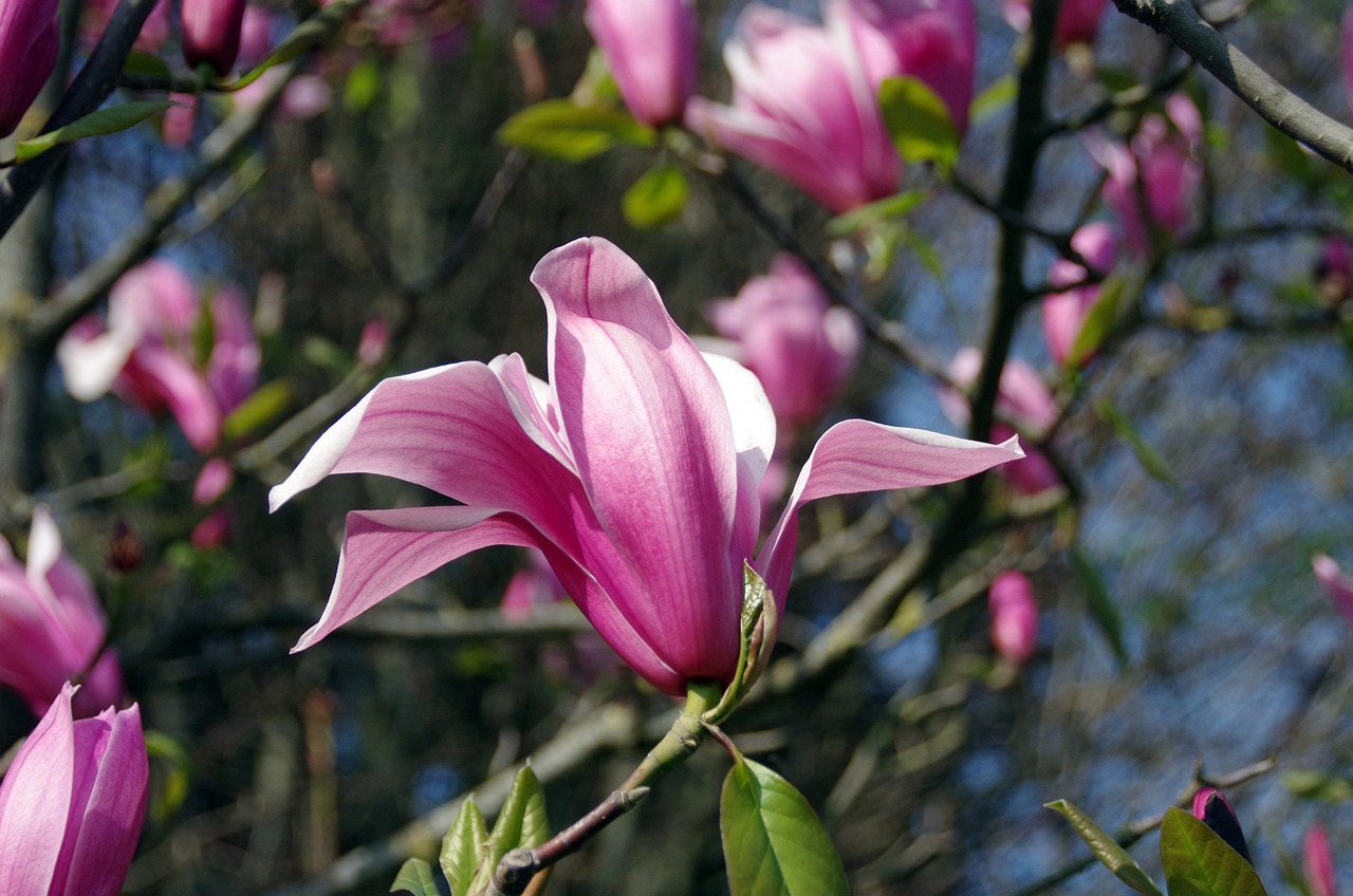 嘉祥玉蘭花鄉(xiāng)花卉銷售中心（嘉祥玉蘭花鄉(xiāng)花卉銷售中心電話） 全國水族館企業(yè)名錄 第1張