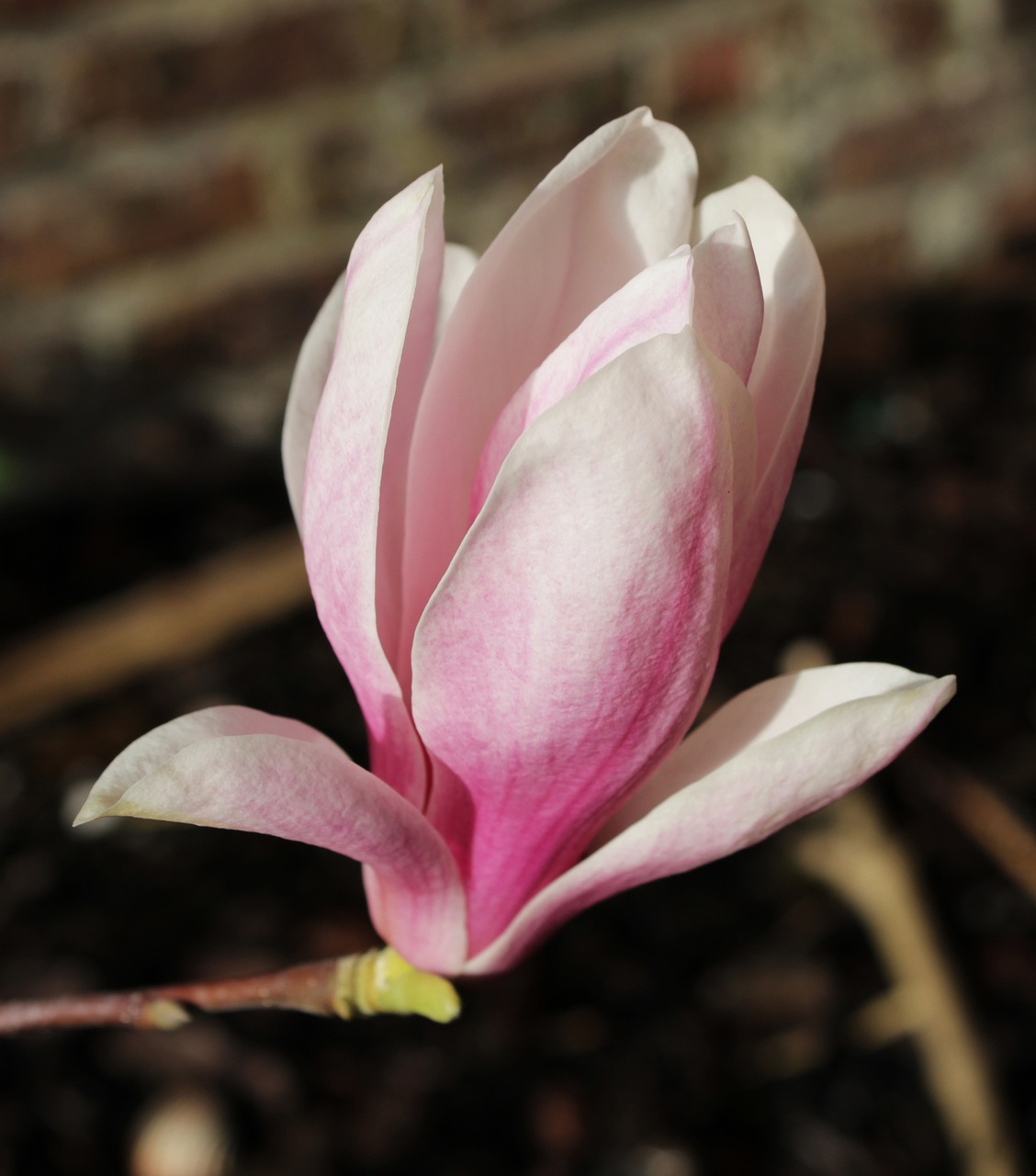 嘉祥玉蘭花鄉(xiāng)花卉銷售中心（嘉祥玉蘭花鄉(xiāng)花卉銷售中心電話） 全國水族館企業(yè)名錄 第3張