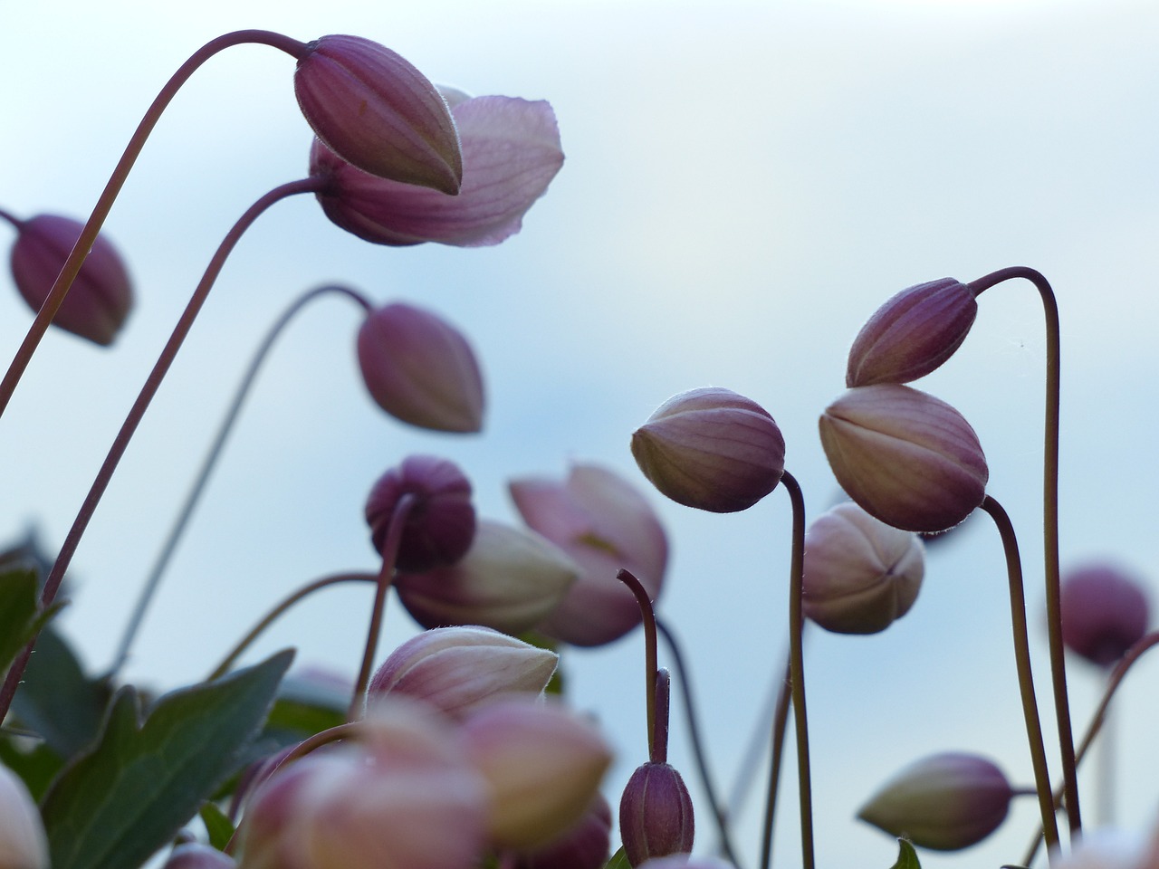 南京市鼓樓區(qū)花藝蒔花卉銷售中心（南京市鼓樓區(qū)花藝蒔花卉銷售中心地址）