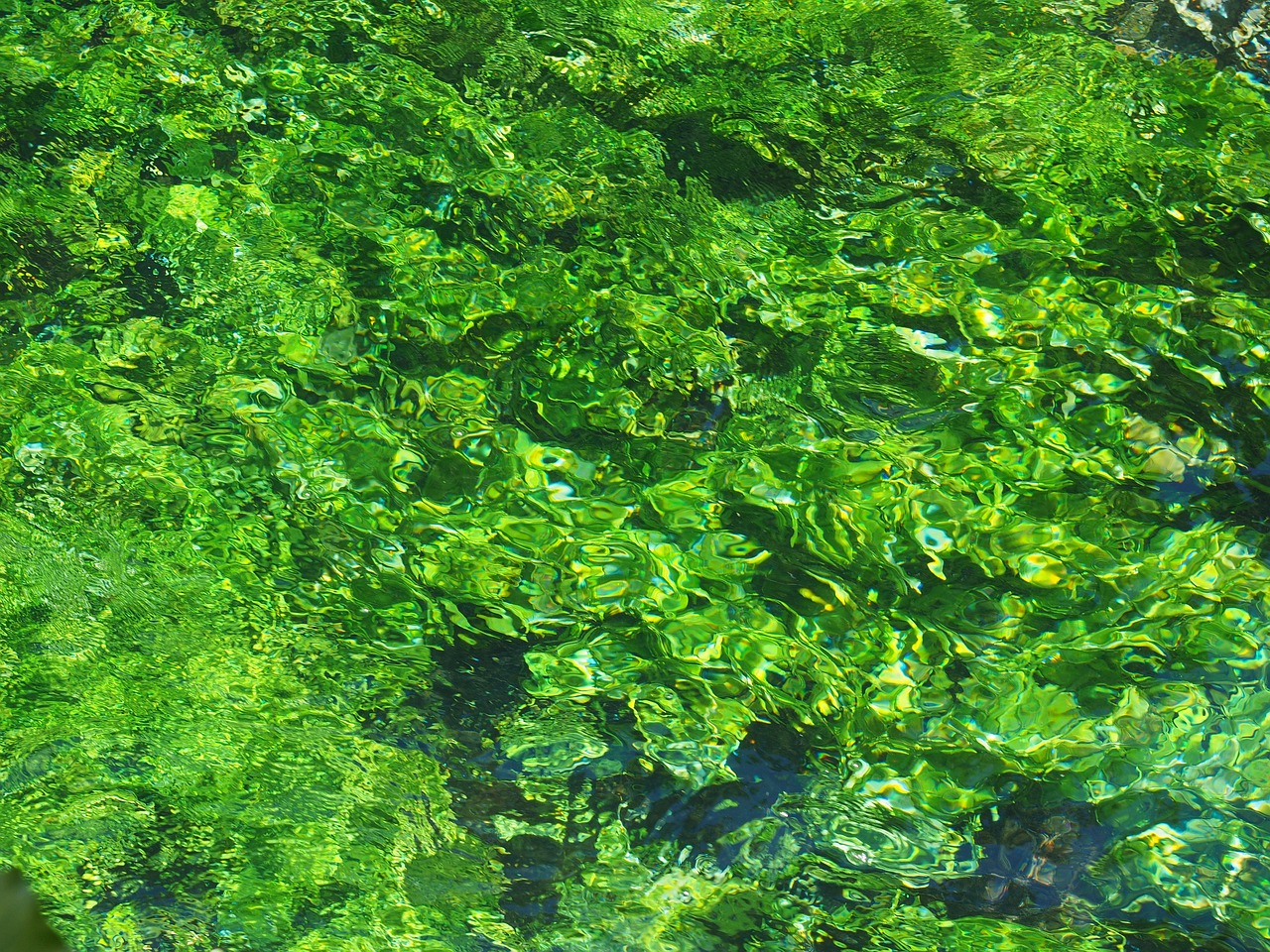 礦泉水魚缸長青苔怎么處理視頻（礦泉水魚缸長青苔怎么處理視頻教學(xué)） 廣州龍魚批發(fā)市場 第2張