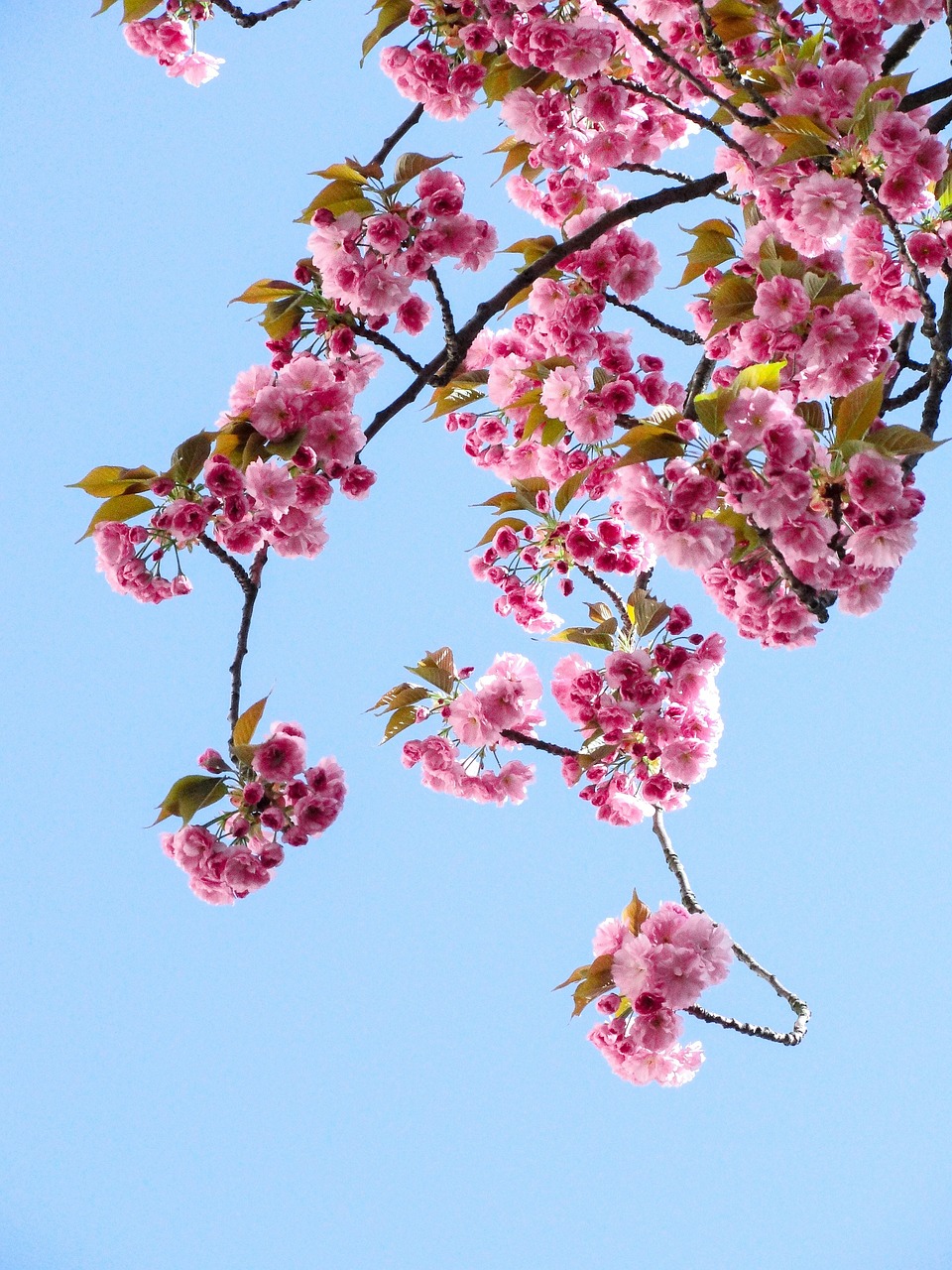 臺(tái)山市廣海鎮(zhèn)鳥(niǎo)語(yǔ)花香商店（臺(tái)山市廣海鎮(zhèn)鳥(niǎo)語(yǔ)花香商店地址） 全國(guó)水族館企業(yè)名錄 第2張