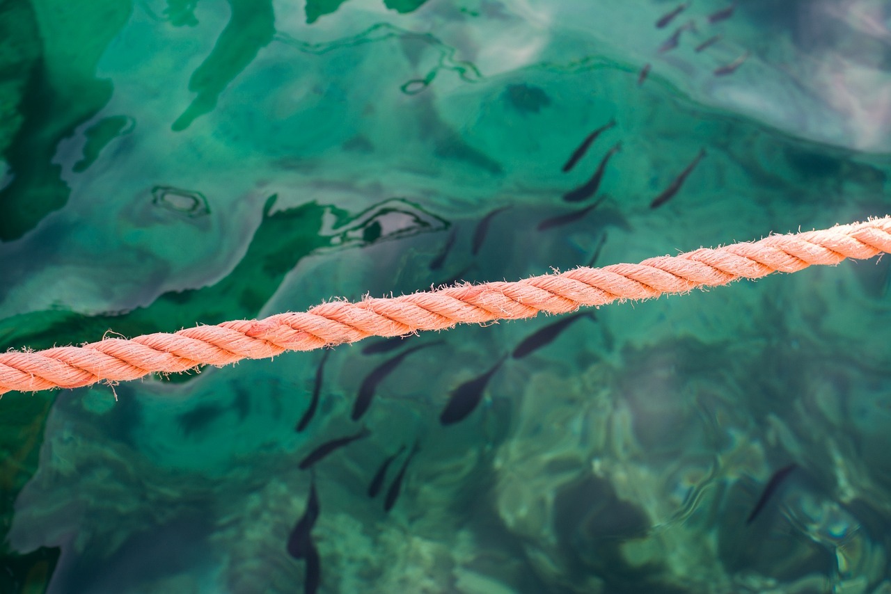 來賓錦鯉池維護(錦鯉魚池日常維護) 觀賞魚