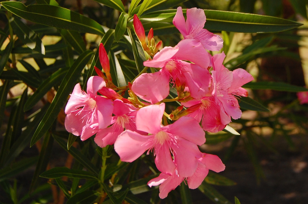 南通市港閘區(qū)十里坊大成花卉種植場(chǎng)（南通花卉基地）