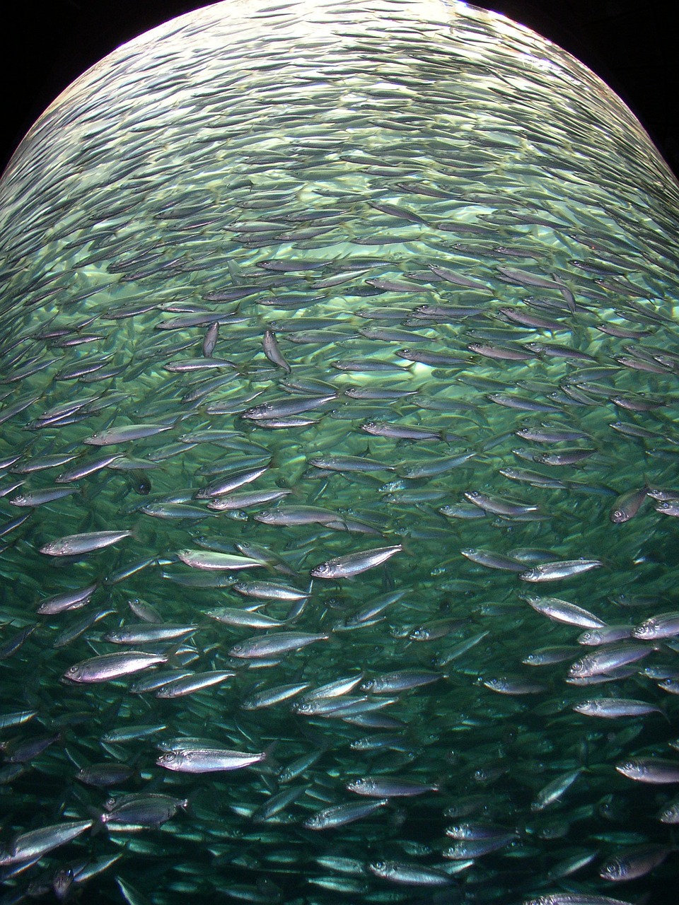 定州哪里賣魚缸的便宜點啊魚缸，定州哪里賣魚缸便宜