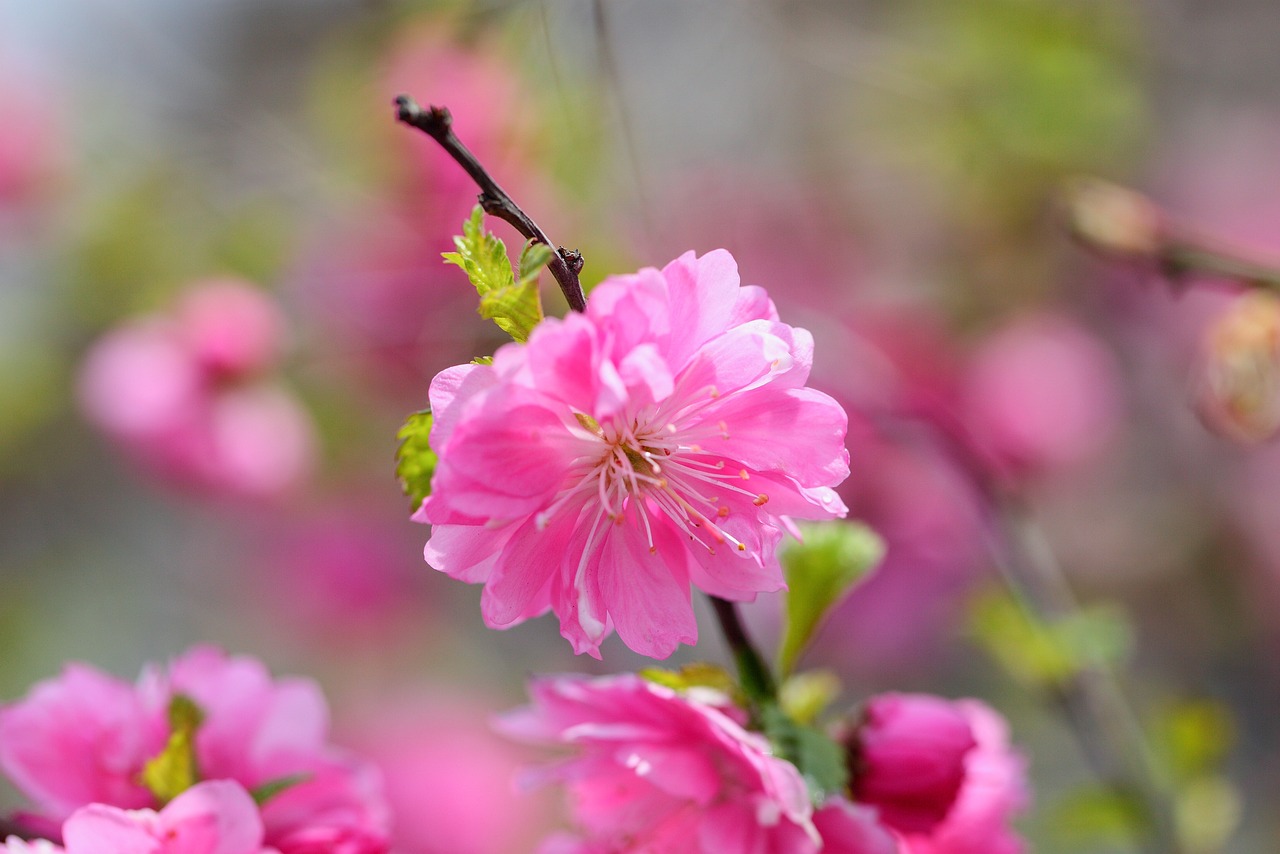 鄢陵縣盛隆花木有限責(zé)任公司（鄢陵縣盛隆花木有限責(zé)任公司電話） 全國水族館企業(yè)名錄 第4張