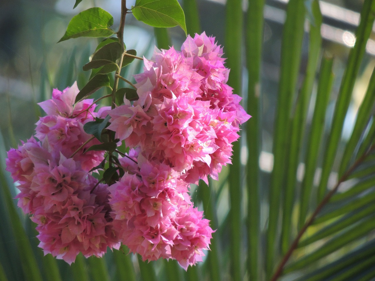 海原縣老城區(qū)良花花卉銷售部（海原縣老城區(qū)良花花卉銷售部電話） 全國水族館企業(yè)名錄 第4張