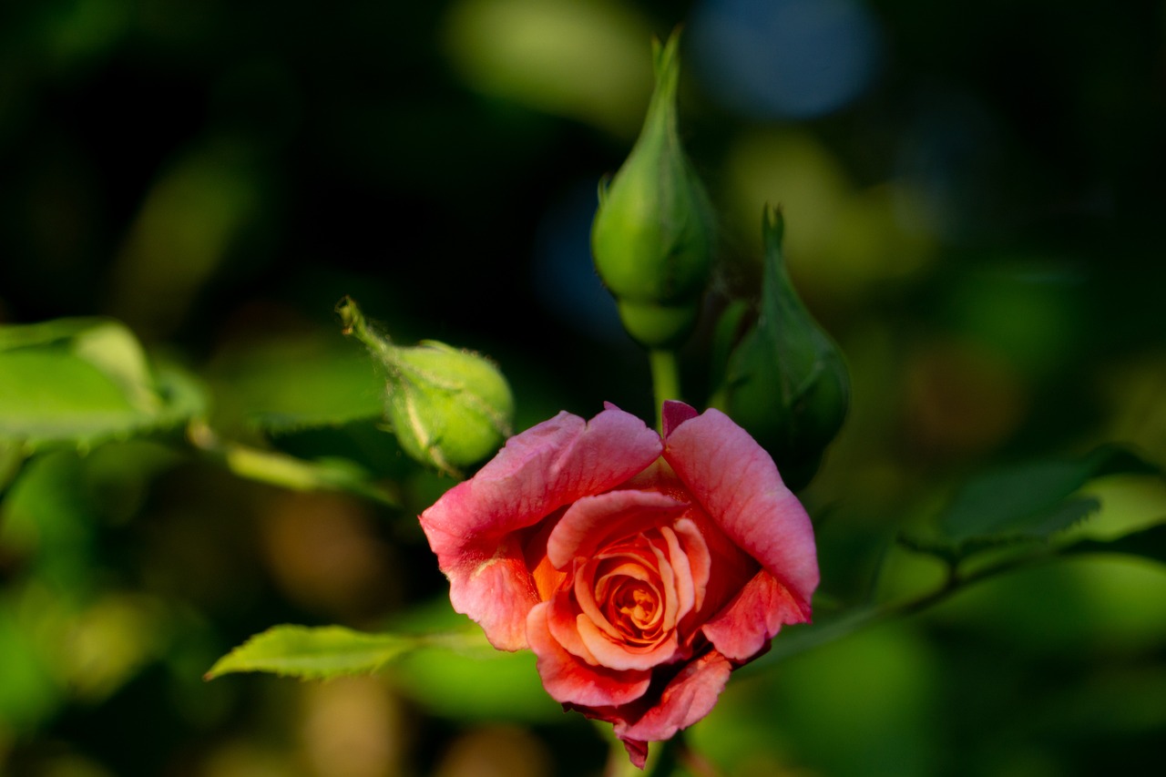 肅州區(qū)鳥語花香花卉園（肅州區(qū)鳥語花香花卉園地址） 全國水族館企業(yè)名錄 第1張