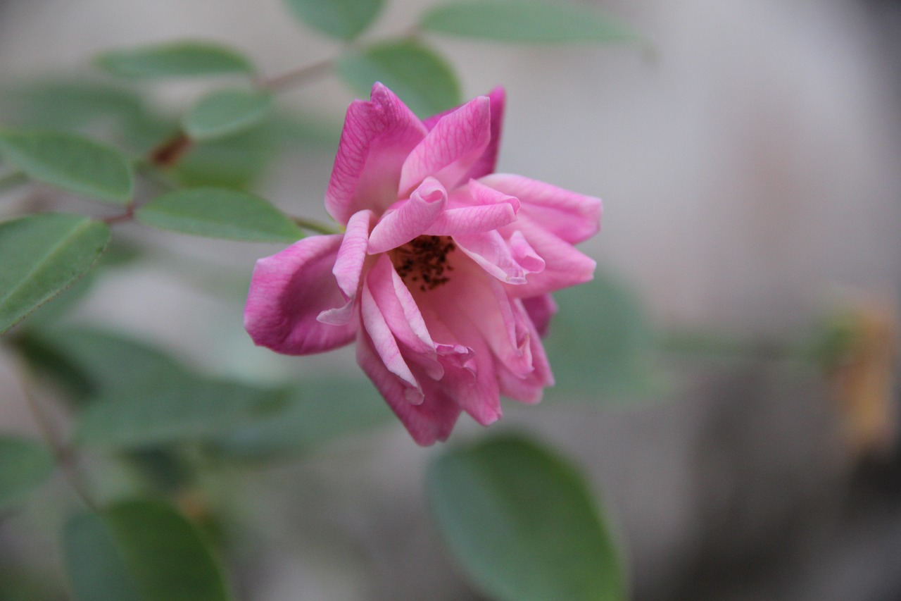 湖州吳興春意花卉商行（湖州吳興春意花卉商行地址）