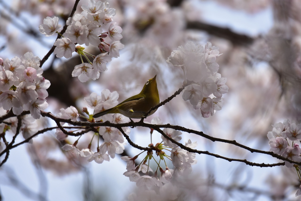 江山市精靈花鳥(niǎo)經(jīng)營(yíng)部（江山市精靈花鳥(niǎo)經(jīng)營(yíng)部地址）