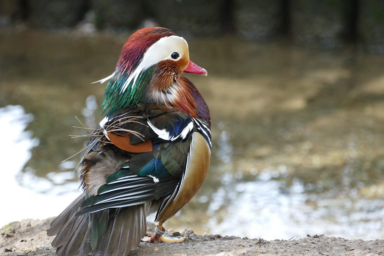 湖州月河欽華金魚花鳥店（湖州月河欽華金魚花鳥店怎么樣）