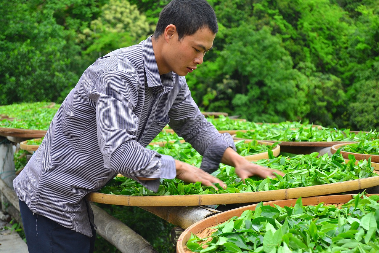 關(guān)于魚(yú)缸有太陽(yáng)曬長(zhǎng)很多綠藻怎么辦的信息 七紋巨鯉魚(yú) 第1張