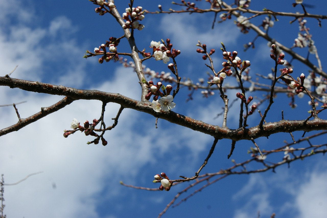 庭院景觀效果圖手繪線稿（梅花的詩(shī)配畫(huà)又簡(jiǎn)單又漂亮） 廣州景觀設(shè)計(jì) 第1張