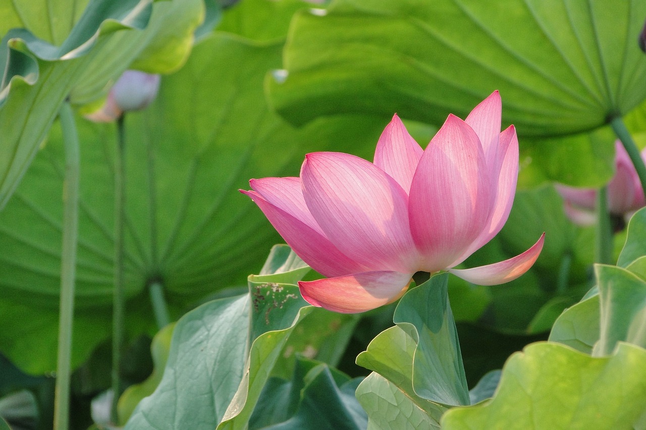 墾區(qū)紅興隆五九七農場平安富貴花卉店 全國水族館企業(yè)名錄 第2張