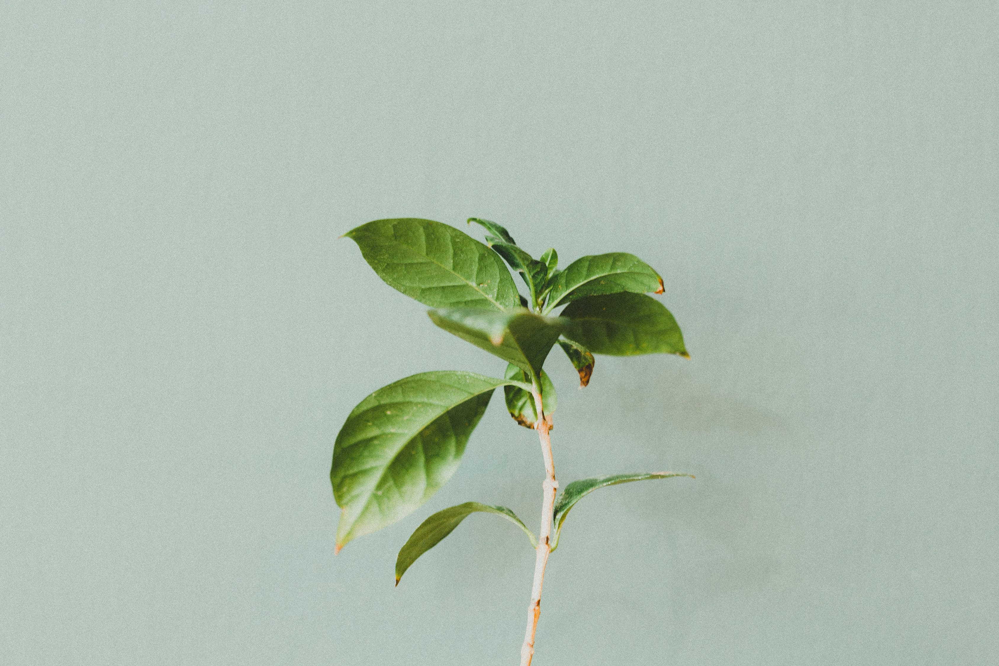 植物墻圖片（植物墻成本高的原因） 廣州景觀設(shè)計(jì) 第1張