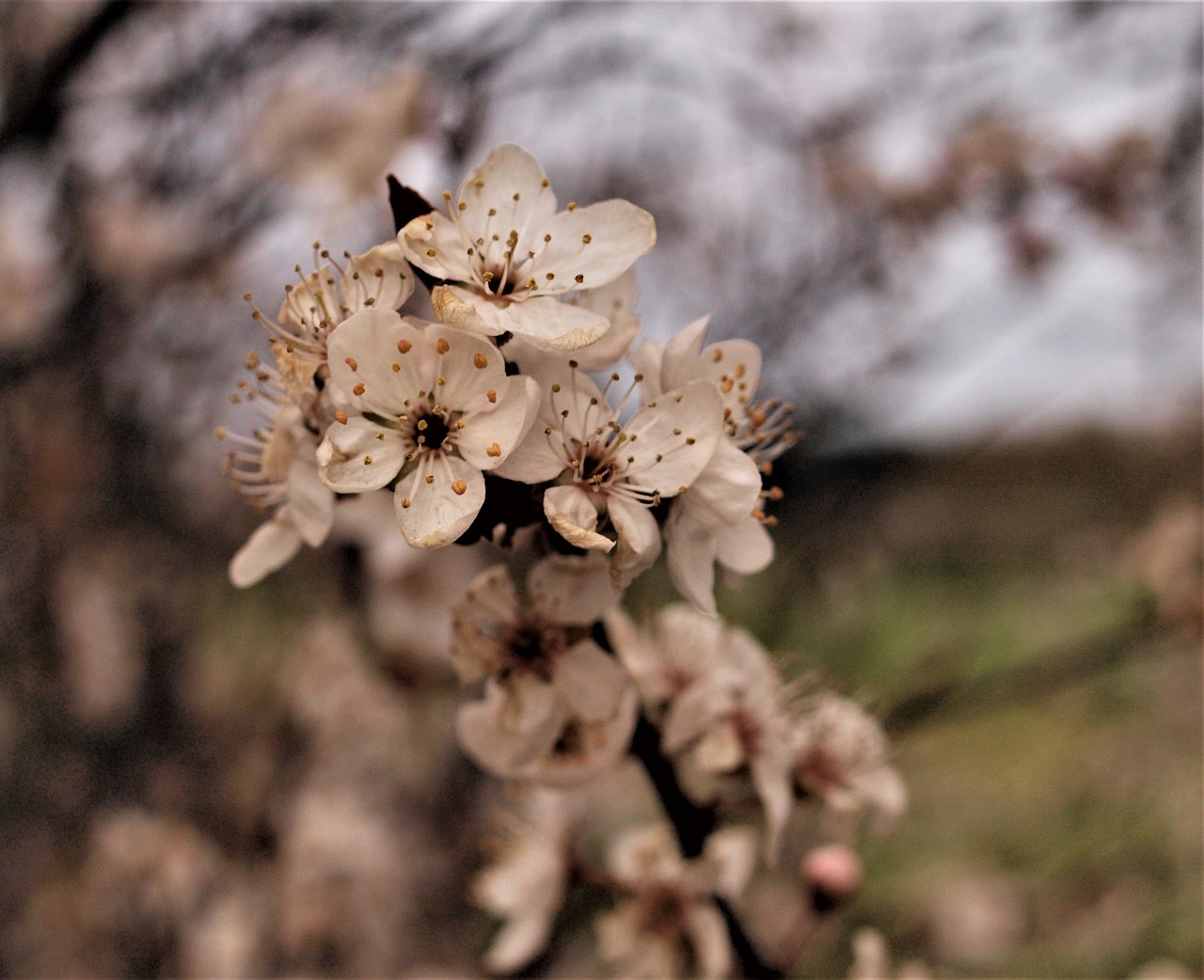 孔雀魚花色：孔雀魚花色分類