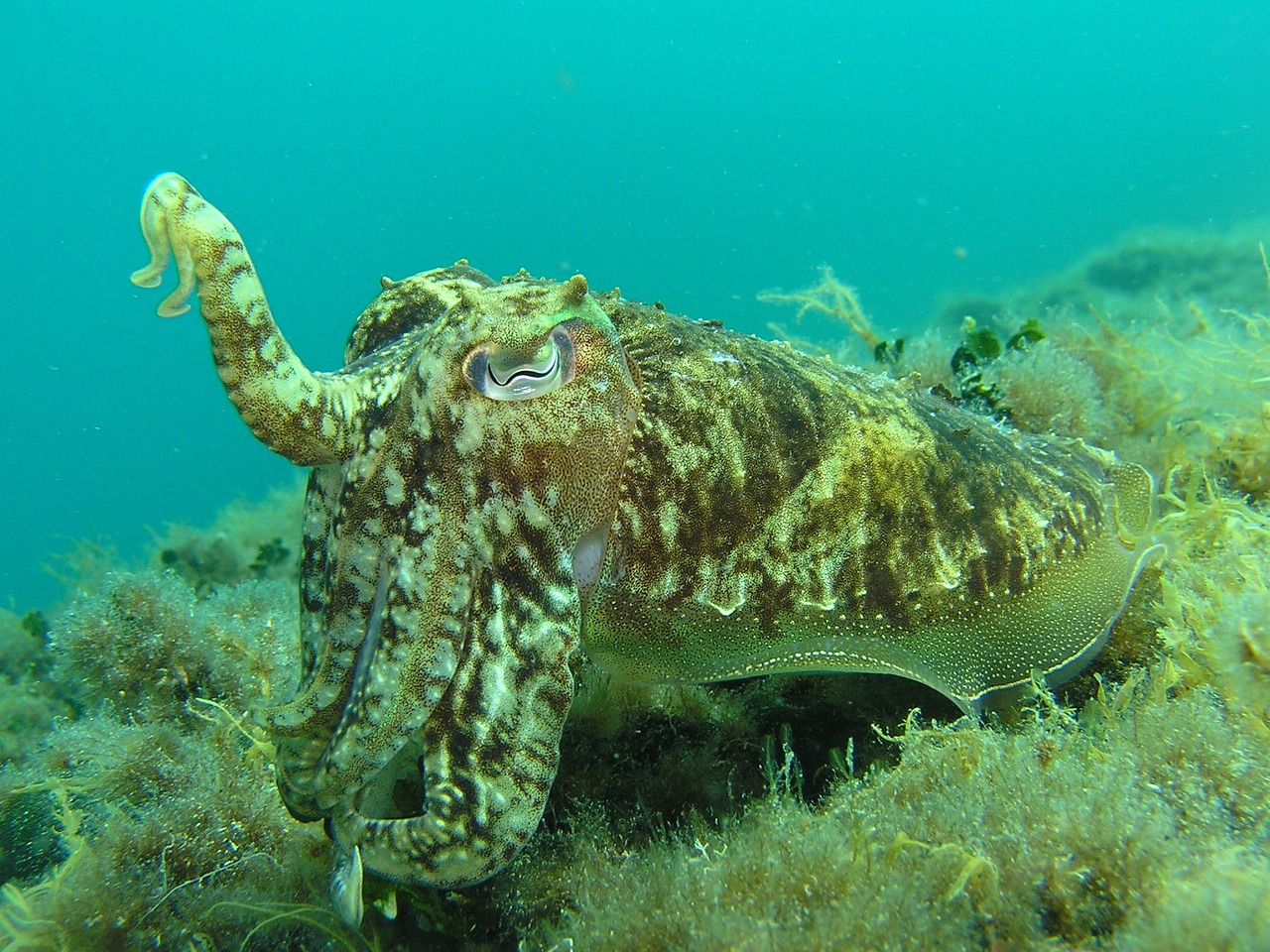 魚缸養(yǎng)小烏賊（淡水海豚魚可以養(yǎng)多大） 一眉道人魚 第2張