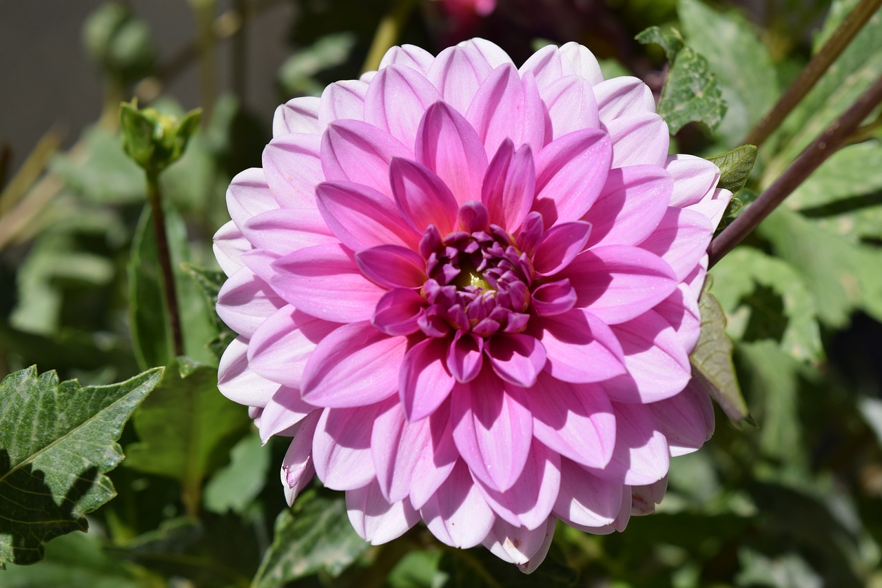 墾區(qū)紅興隆五九七農(nóng)場場部鳥魚花香花卉店 全國水族館企業(yè)名錄 第3張