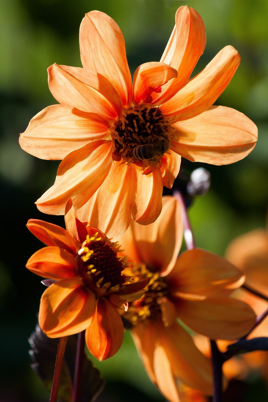 墾區(qū)紅興隆五九七農(nóng)場場部鳥魚花香花卉店 全國水族館企業(yè)名錄 第4張