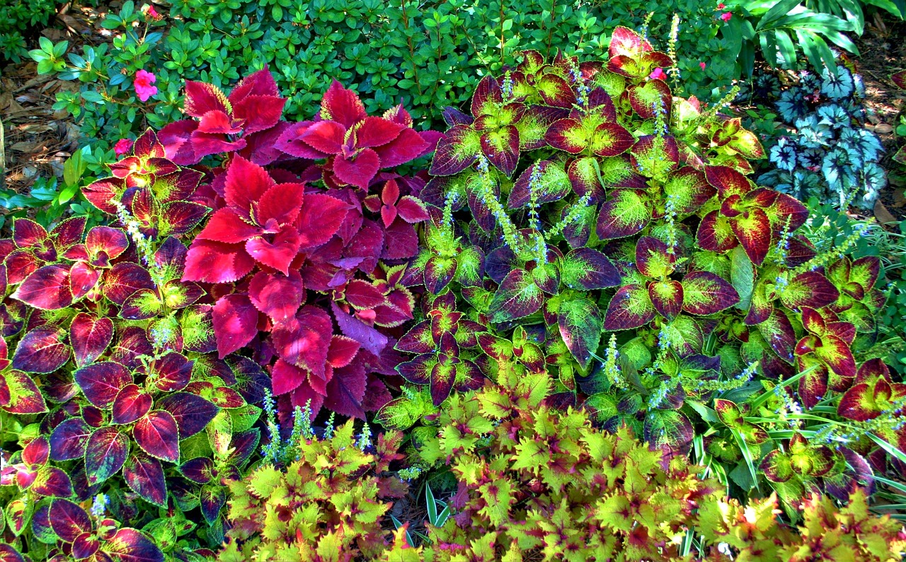 植物墻造型（家庭庭院迎門墻前種植什么花草） 廣州景觀設(shè)計 第1張