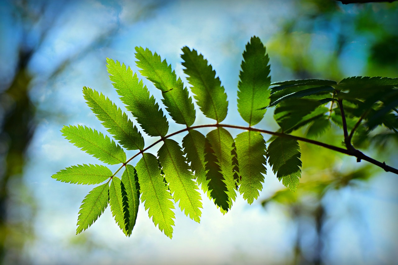 枯山水有些什么綠植（什么植物枯了會(huì)開黃花） 廣州景觀設(shè)計(jì) 第4張