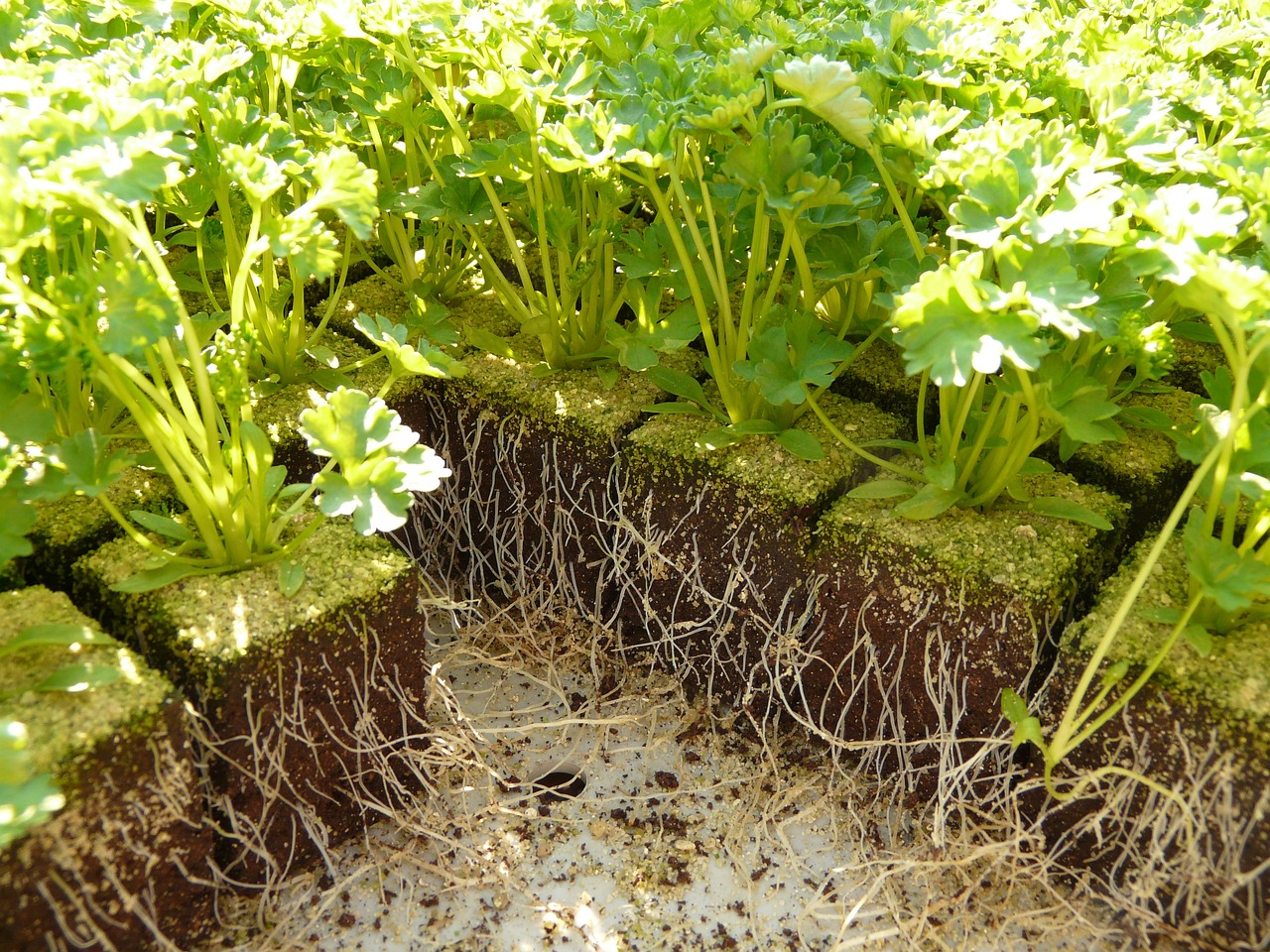 金魚缸長青苔對魚有害嗎（金魚缸長青苔對魚有害嗎視頻）