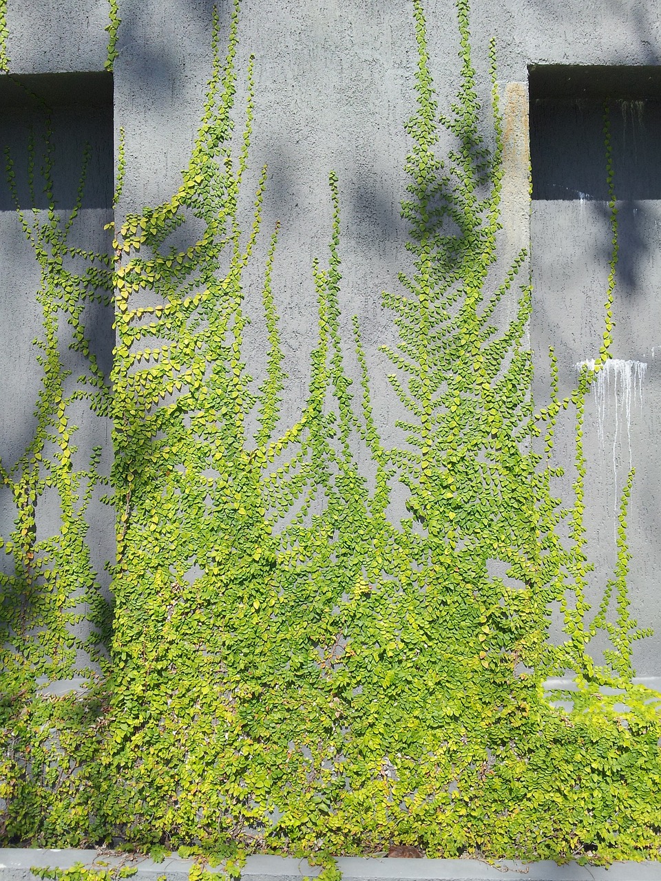 植物墻效果圖 怎么做（別墅門口仿真植物墻效果圖） 廣州景觀設(shè)計(jì) 第1張