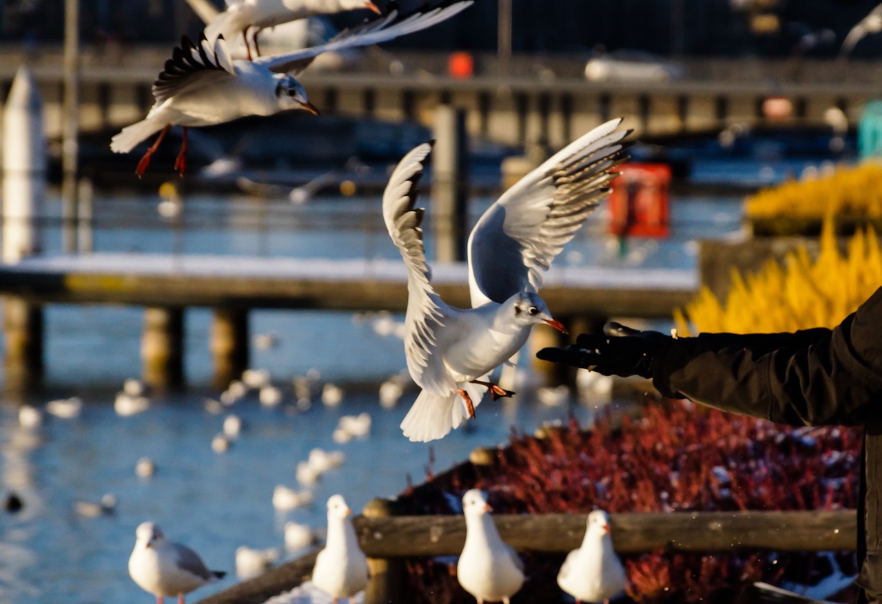 冬季龍魚(yú)最適合的飼養(yǎng)溫度（龍魚(yú)水溫） 慈雕魚(yú) 第2張