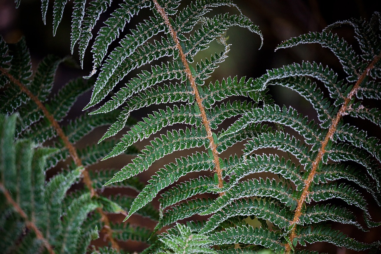 植物墻材料（被子植物,裸子植物,蕨類植物,苔蘚植物,）