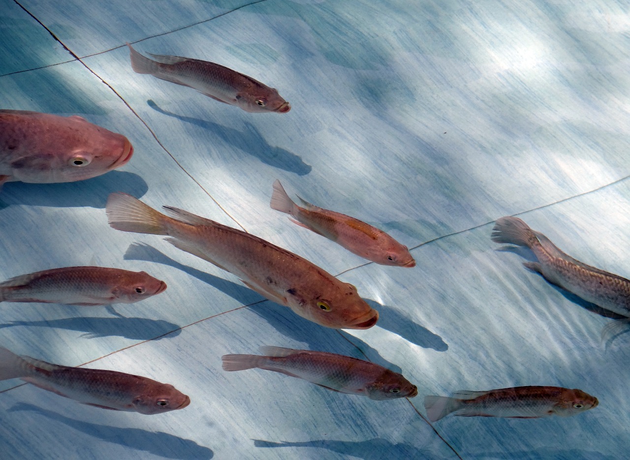 冬季銀龍魚水溫多少合適喂食（夏天銀龍魚水溫多少合適）