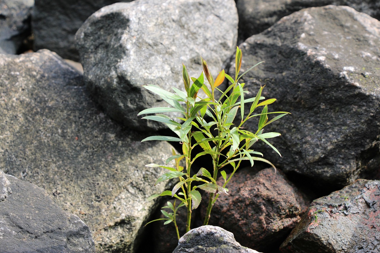 魚缸石頭造景的禁忌和好處（龜缸里放很多石頭好不好） 烏龜 第2張