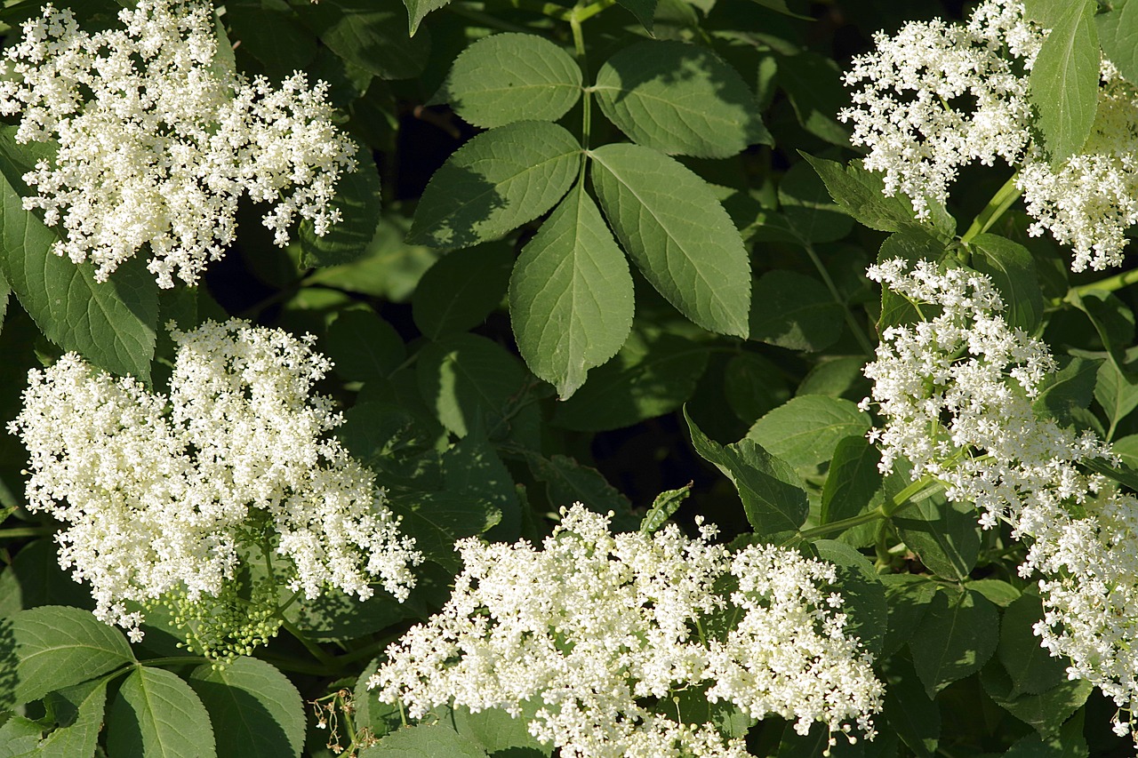 景觀公司取名字（做室內(nèi)植物，盆景，微景觀類的，哪位好心人） 廣州景觀設(shè)計 第2張