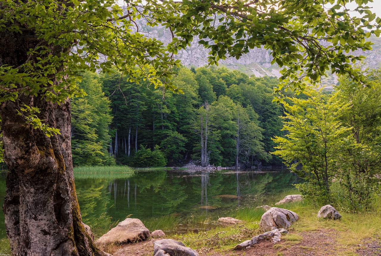 佛山植物園簡(jiǎn)介地址門(mén)票（佛山十大賞花景點(diǎn)） 廣州景觀設(shè)計(jì) 第2張