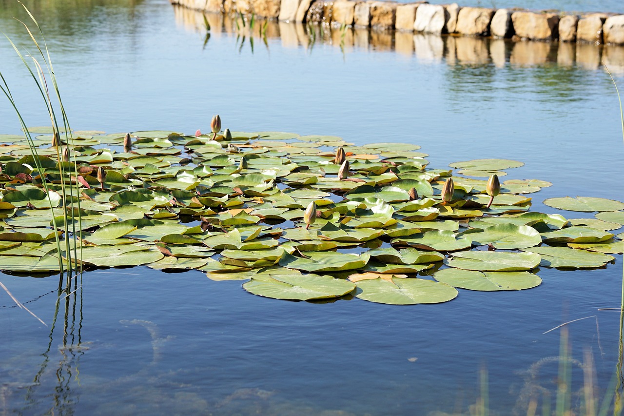 養(yǎng)銀龍魚最小多大的缸好養(yǎng)（養(yǎng)銀龍魚要多大的缸） 銀龍魚百科 第1張