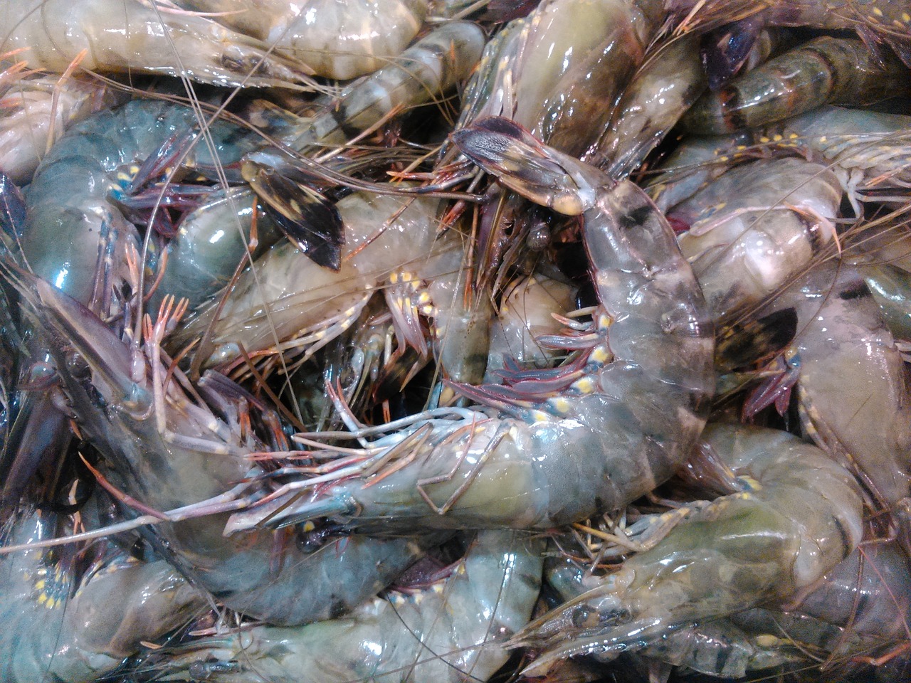 東莞水族批發(fā)市場地址查詢電話號碼（東莞水產(chǎn)市場魚類批發(fā)） 觀賞魚水族批發(fā)市場 第1張